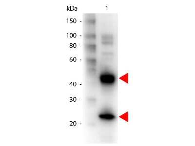 Western Blot: Goat anti-Armenian Hamster IgG Secondary Antibody [Biotin] [NB120-5744] - Lane 1: Armenian Hamster IgG. Lane 2: none. Load: 50 ug per lane. Primary antibody: Armenian Hamster IgG Biotin conjugated antibody at 1:1,000 for overnight at 4C. Secondary antibody: HRP Streptavidin secondary antibody at 1:40,000 for 30 min at RT. Blocking buffer for 30 min at RT. Predicted/Observed size: 55 kDa, 28 kDa for Human IgG.